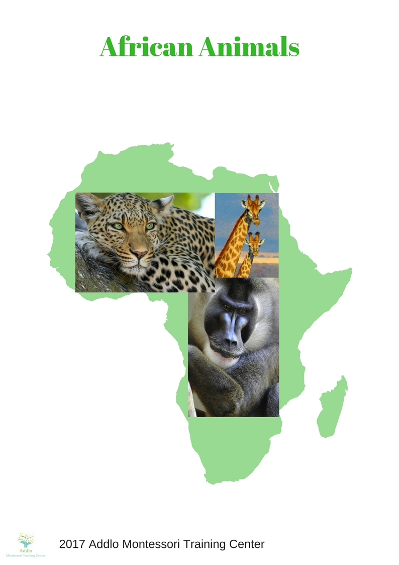 Copy of Animals of Africa